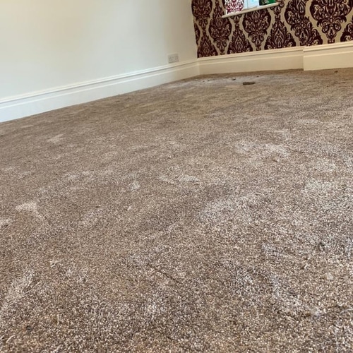 60c20d3cca8cdd90638a8e8e carpet 8 p 500